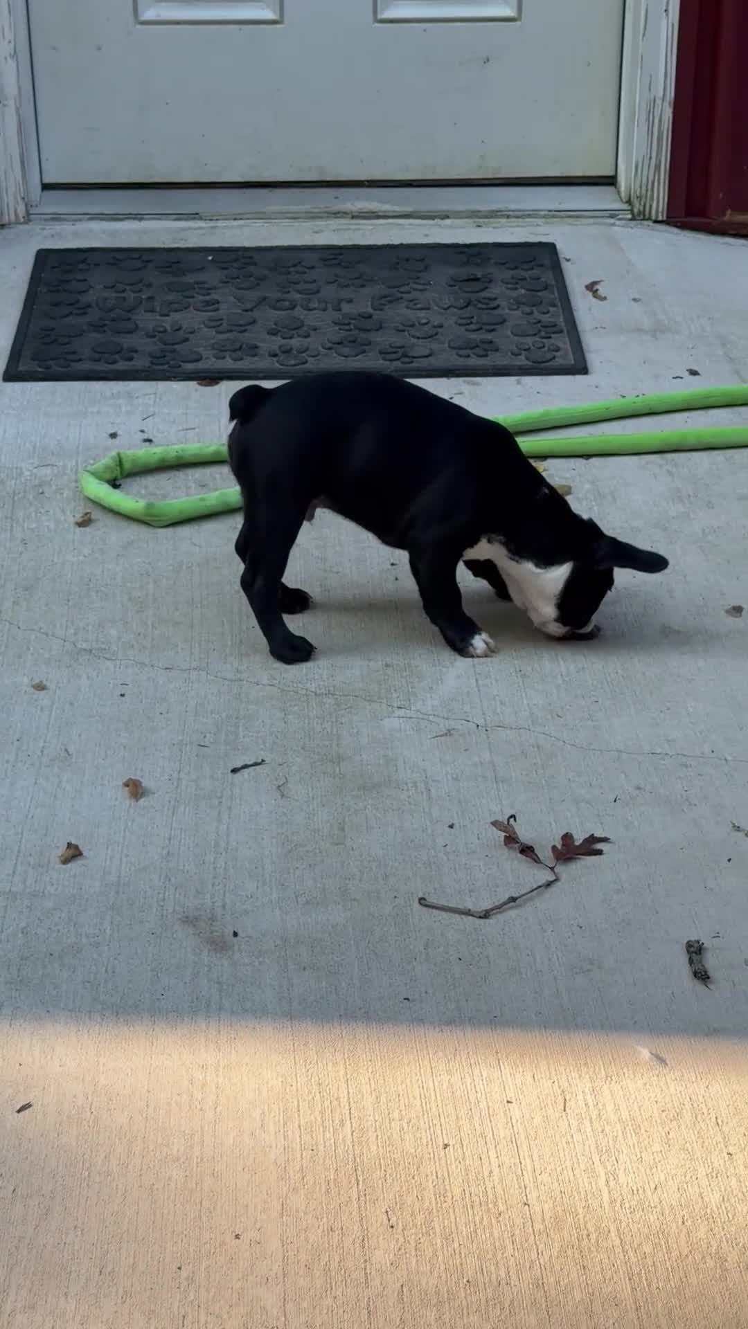 French Bulldog dogs for sale: Tater - Video 1