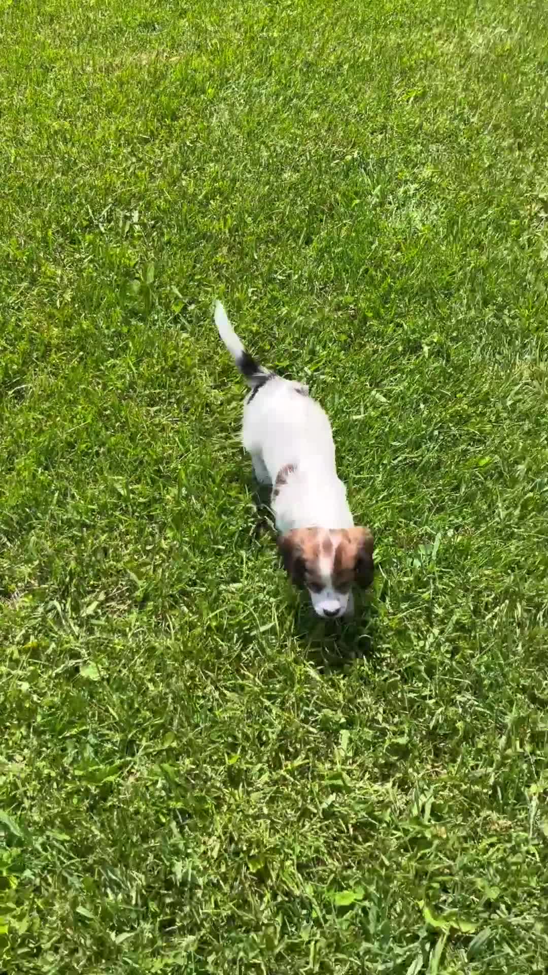 Cavachon dogs for sale: Jasmine - Video 1