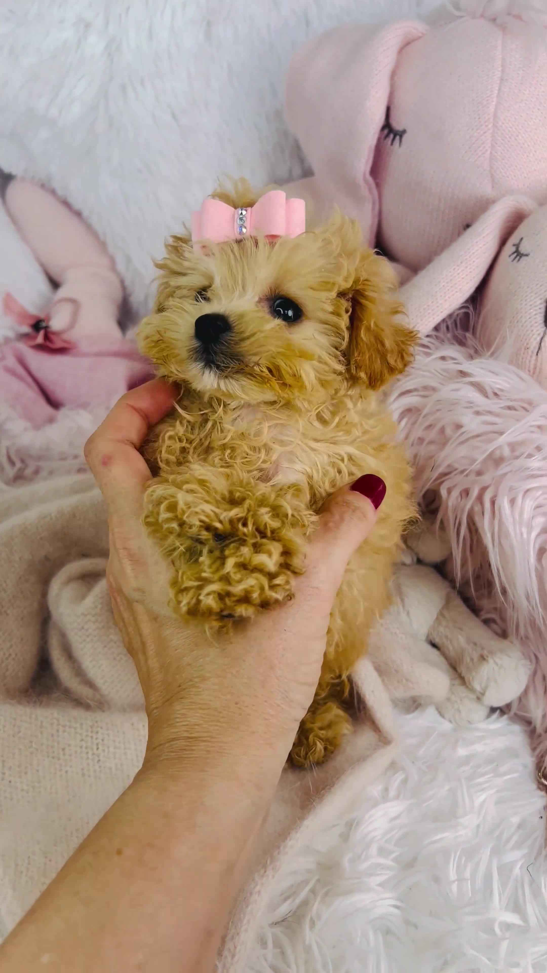 Miniature Poodle dogs for sale: Miniature Poodle 2 - Video 1