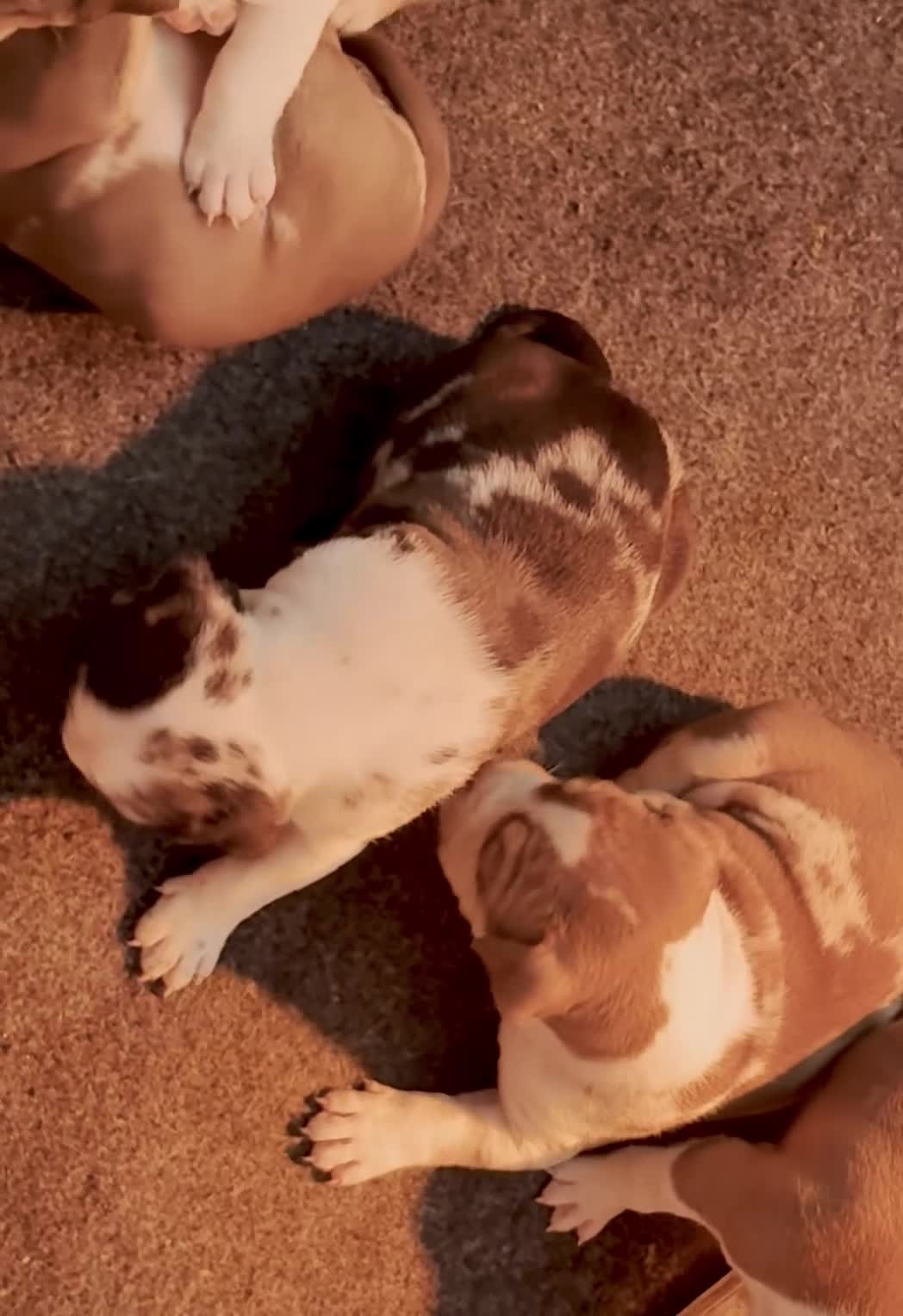American Bully dogs for sale: American Bully Puppy 5 - Video 1