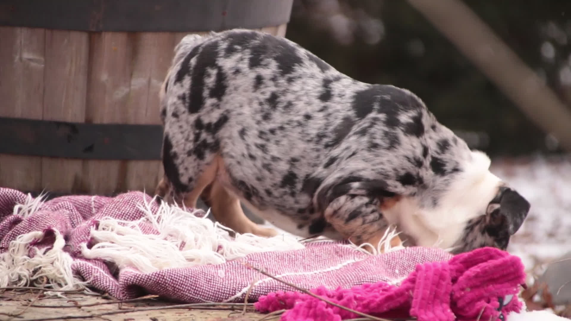 English Bulldog dogs for sale: Glitter - Video 1