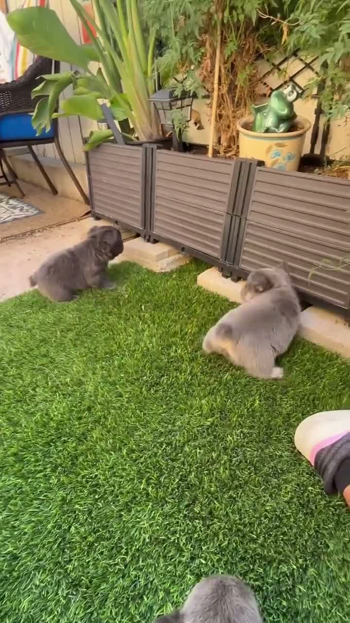 French Bulldog dogs for sale: French Bulldog 3 - Video 1