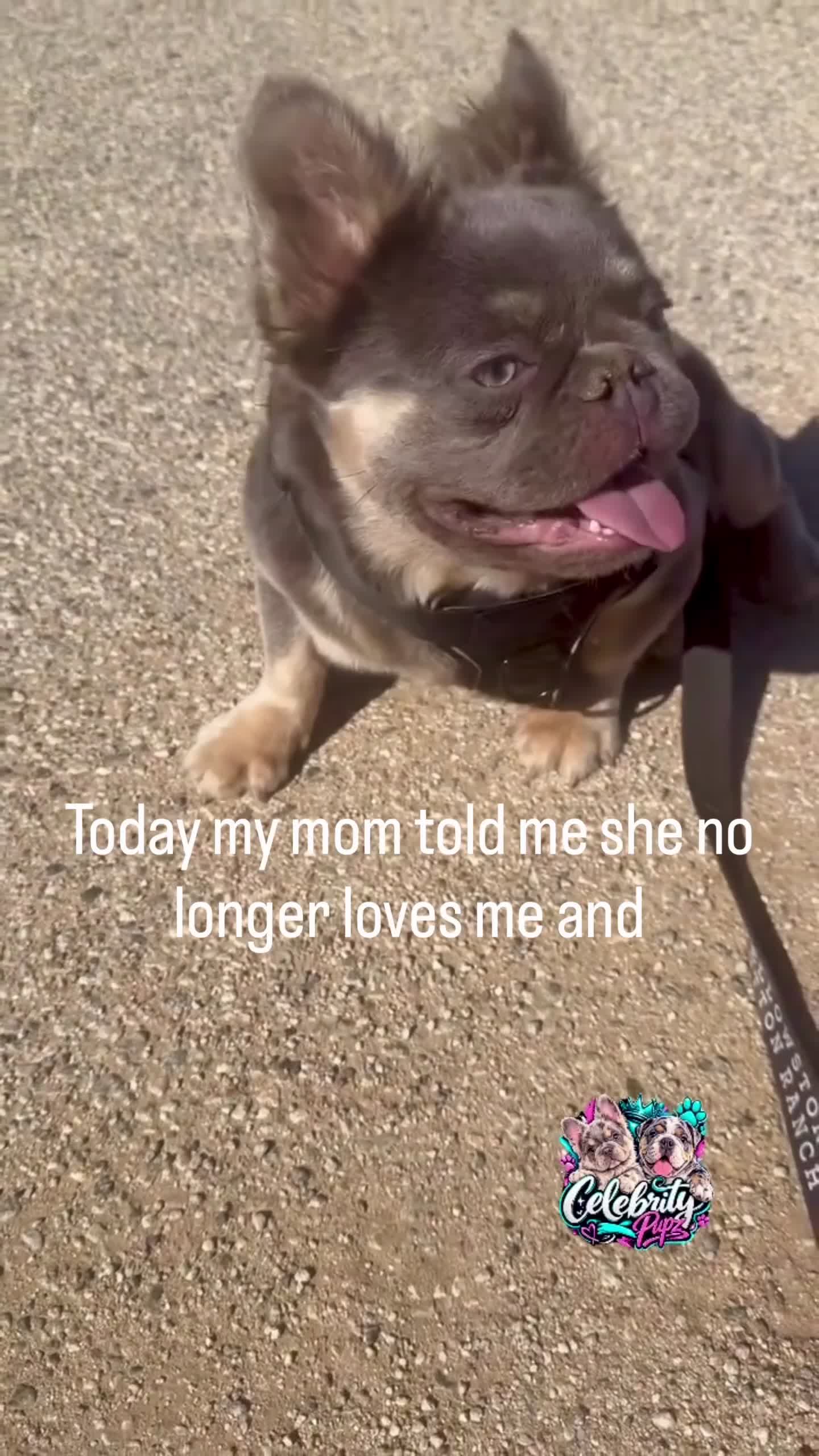 French Bulldog dogs for sale:  Rocky 🩶 Rare Lilac Tan Fluffy in LA, CA - USA DELIVERY OPTIONS! - Video 6