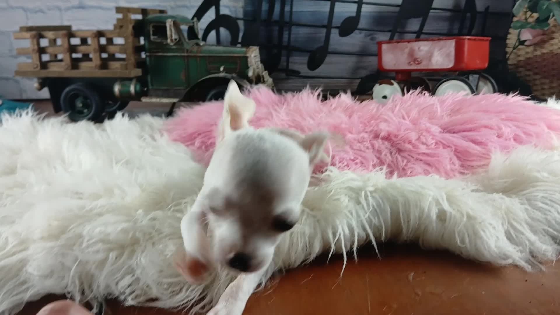 Chihuahua dogs for sale: Vanillas tiny white teacup girl. Hand Delivery  - Video 1