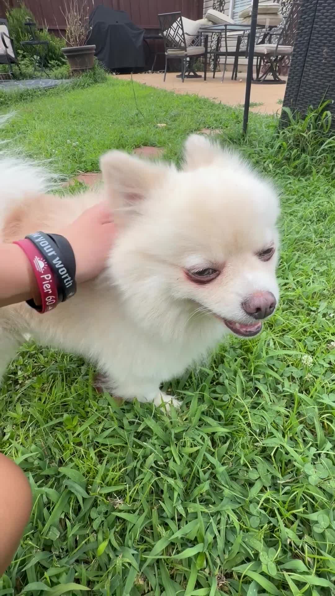 Pomeranian dogs for sale: Gucci - Video 1
