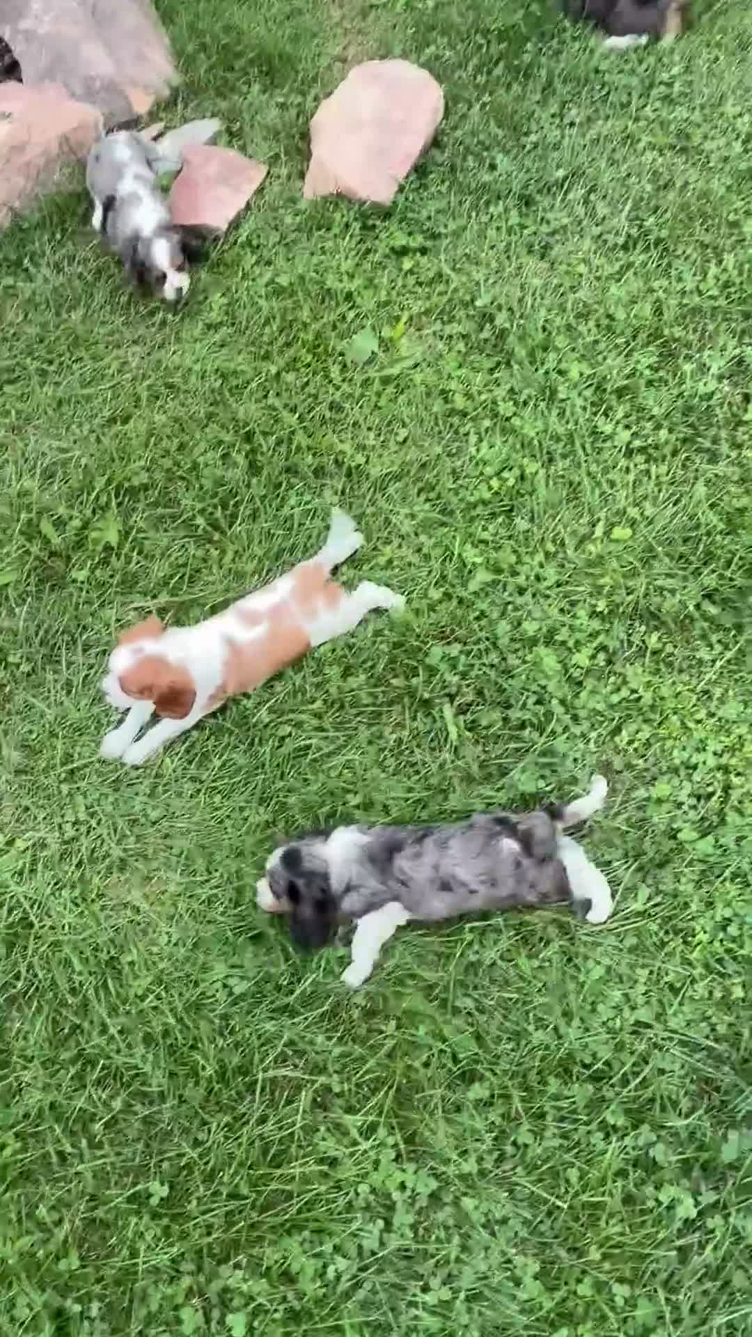 Cavalier King Charles Spaniel dogs for sale: Leah - Video 2