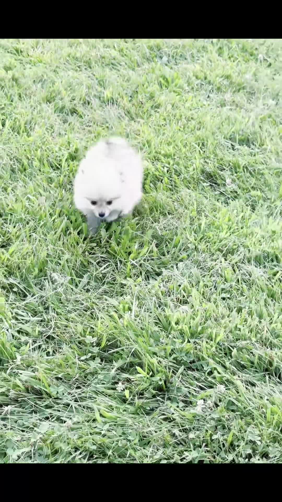 Pomeranian dogs for sale: Amelia - Video 1