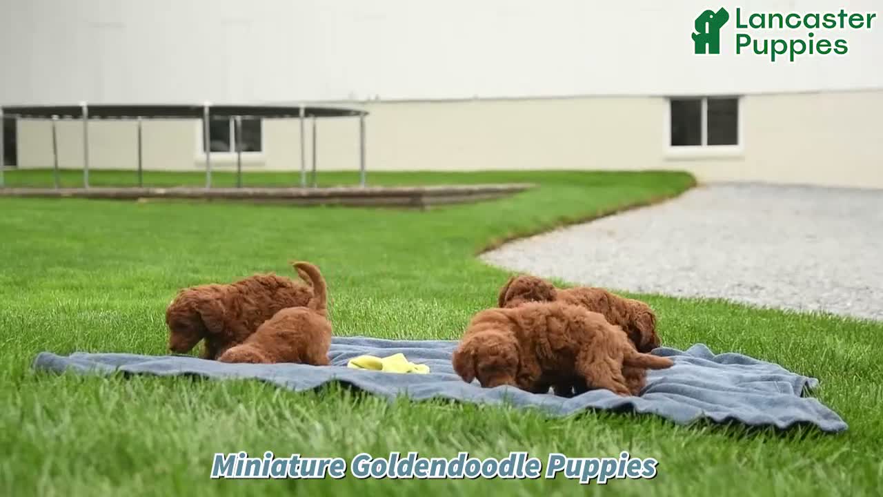 Mini Goldendoodle dogs for sale: Toby  - Video 1
