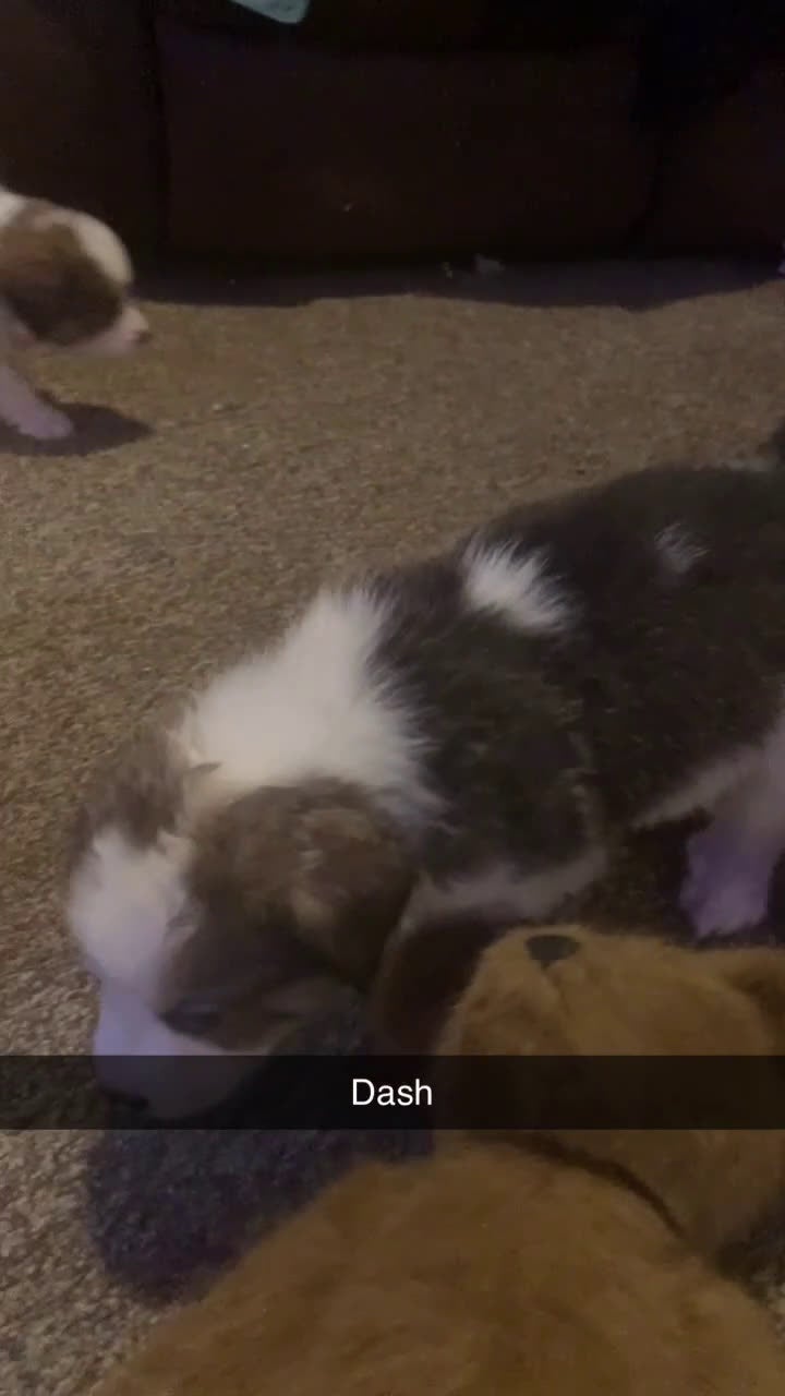 Mixed Breed dogs for sale: Dash  - Video 1