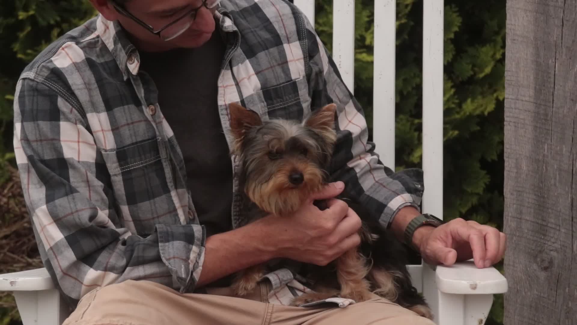 Yorkshire Terrier dogs for sale: Junior - Video 2