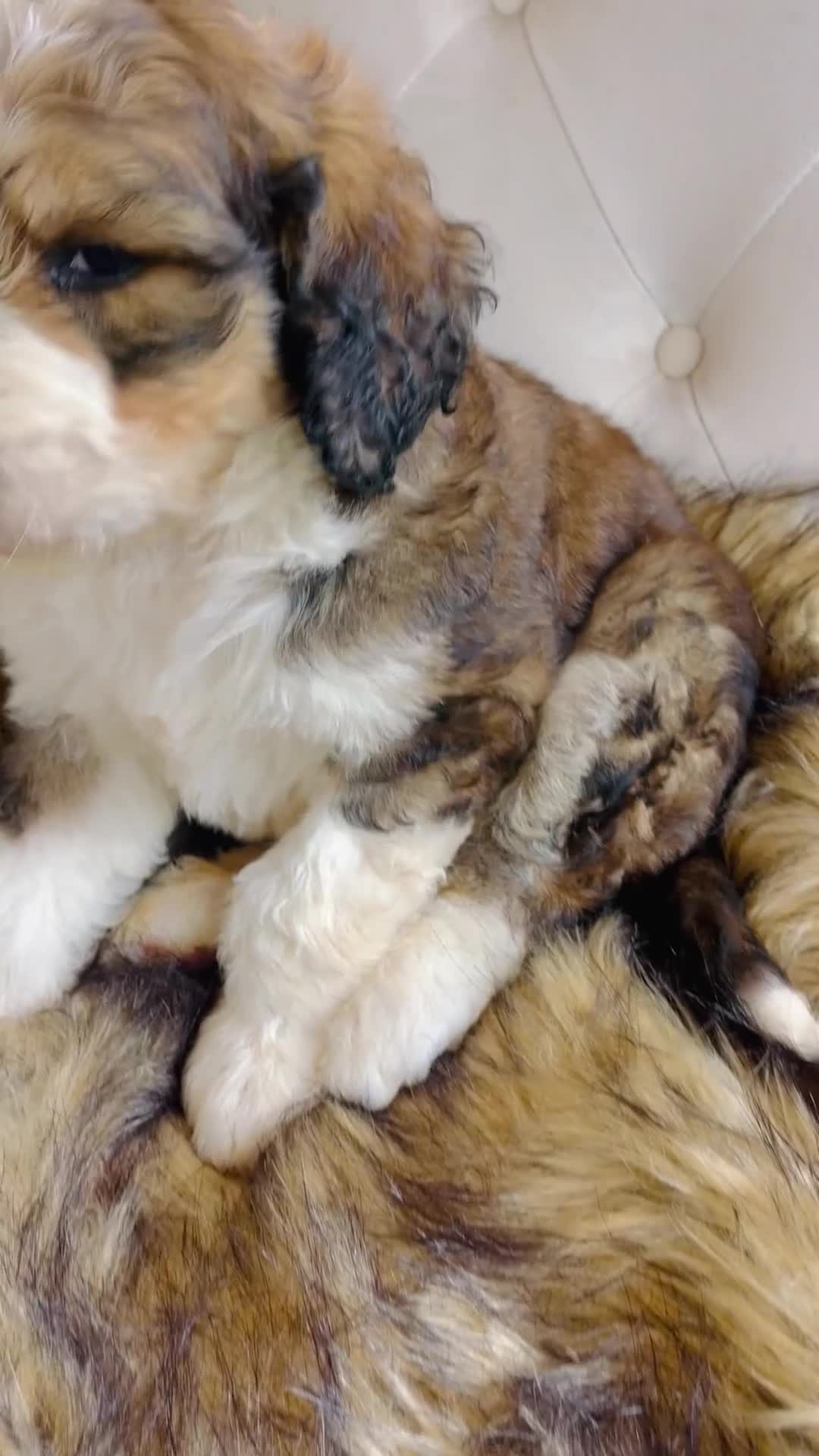 Bernedoodle dogs for sale: Daisy ❤️sable tricolor parti Bernedoodle Puppy 3 - Video 1