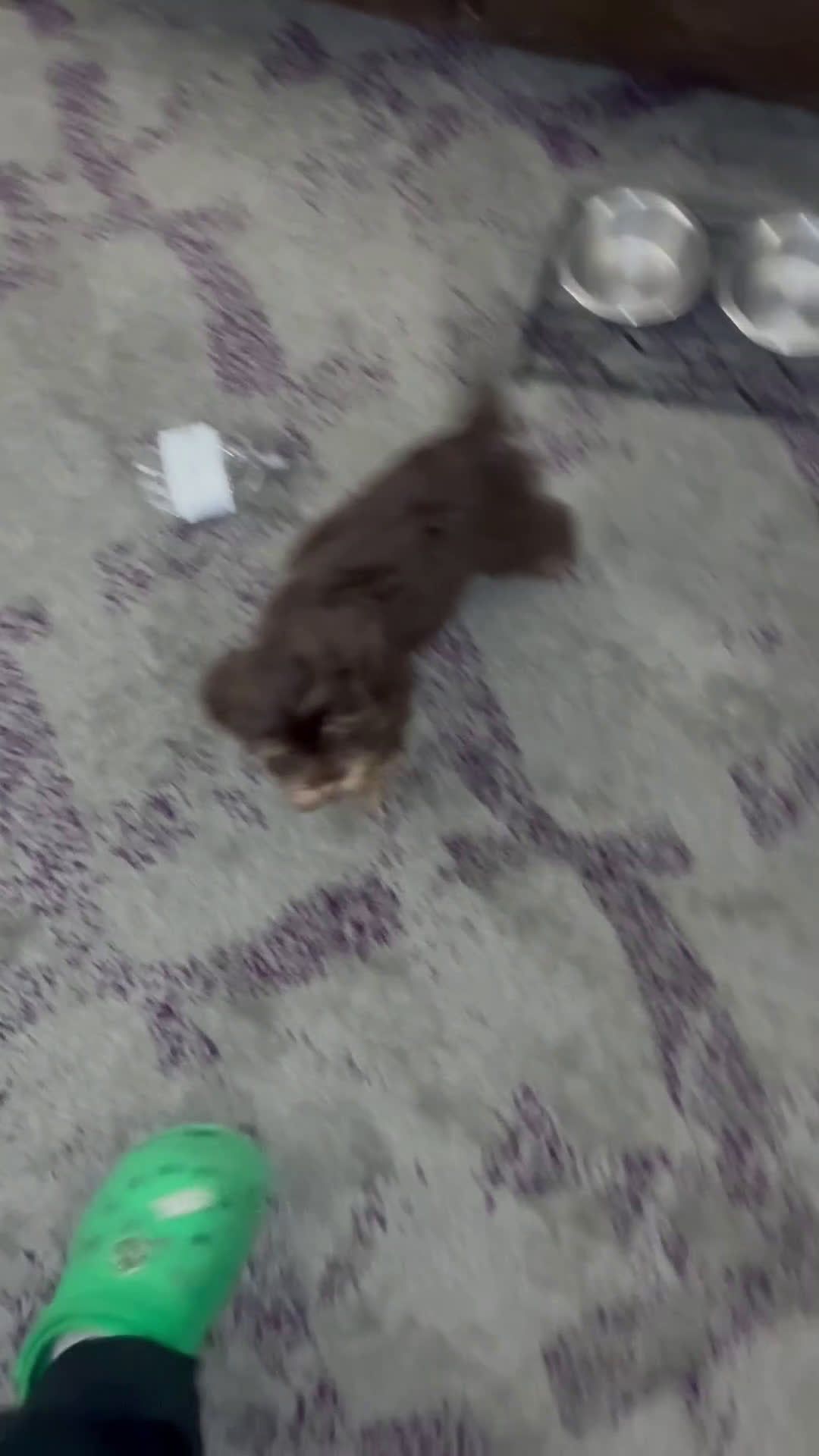 Yorkiepoo dogs for sale: Yorkiepoo Puppy 1 - Video 1