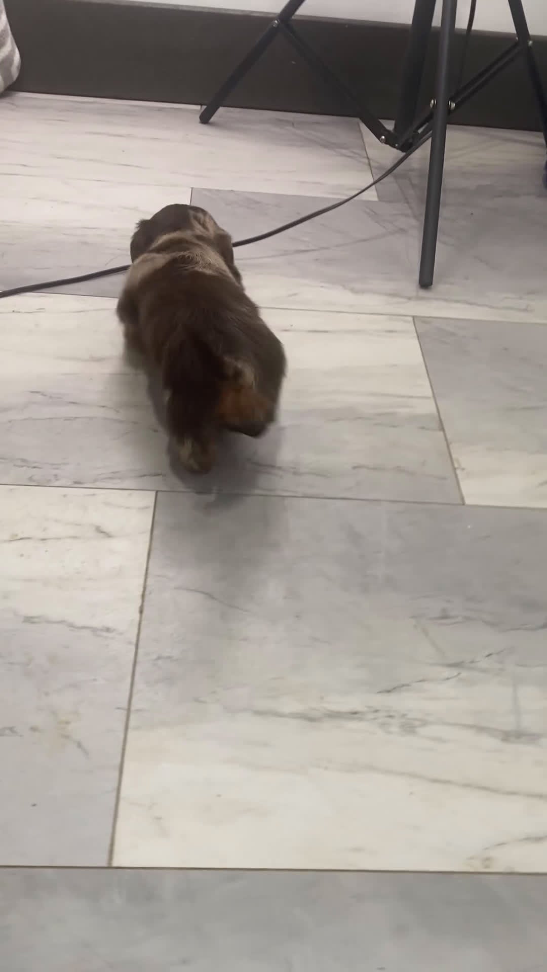 Miniature Dachshund dogs for sale: Rosie - Video 1