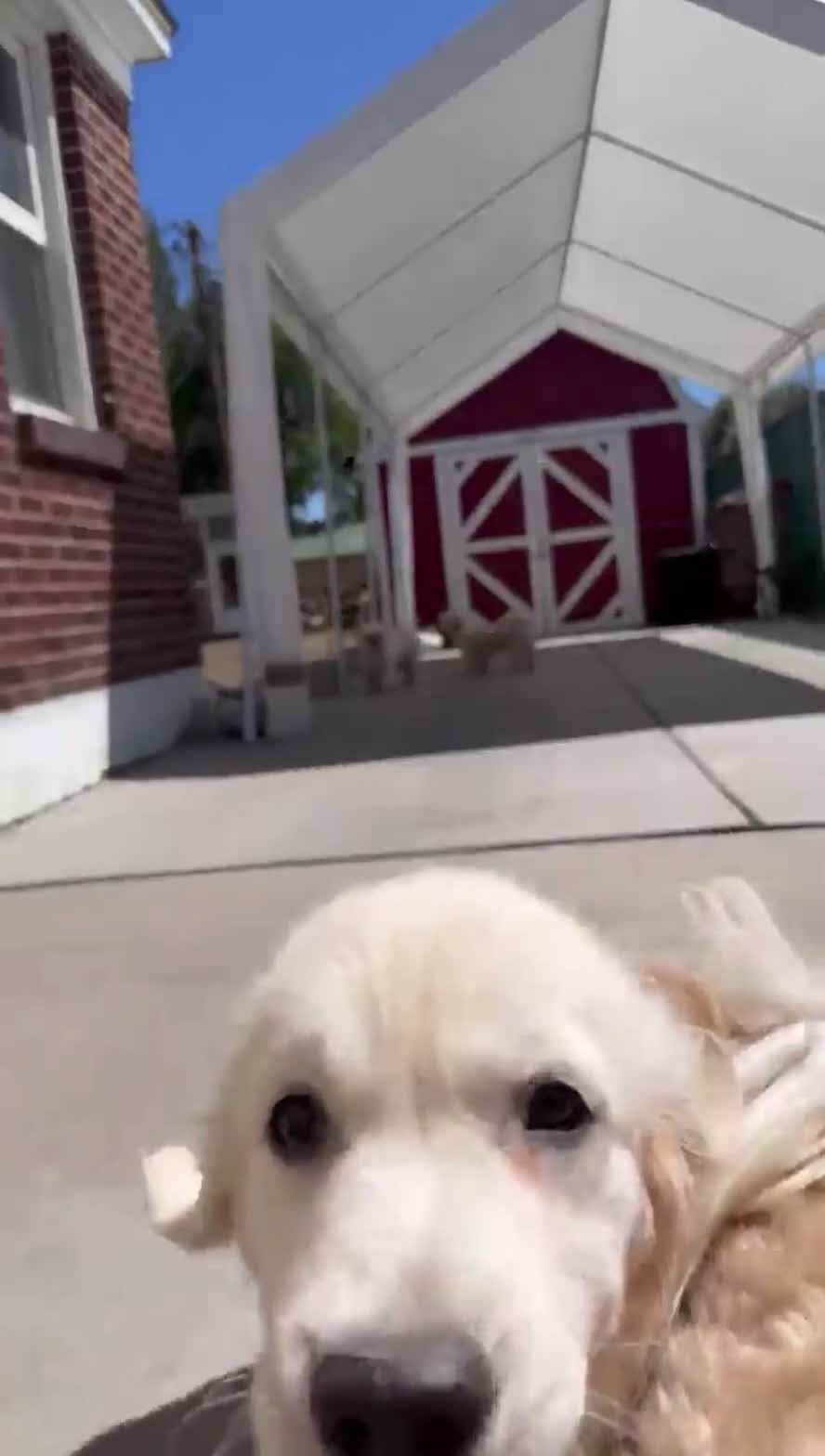 Lhasa Apso dogs for sale: Lhasa Apso Puppy 3 - Video 1