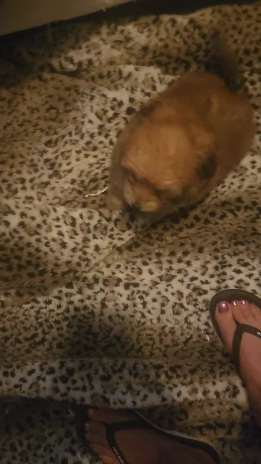 Pomapoo dogs for sale: Pomapoo 2 - Video 1