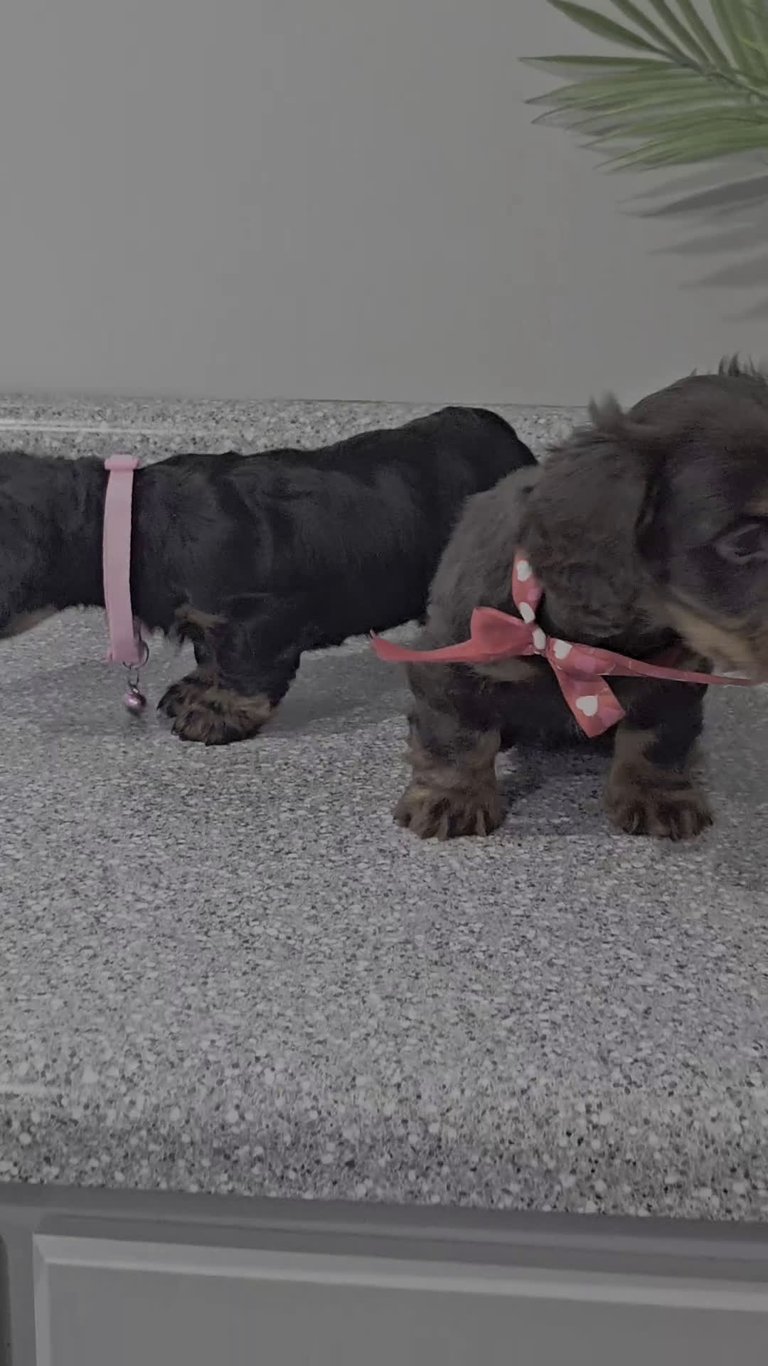 Miniature Dachshund dogs for sale: Tater Tot - Video 3