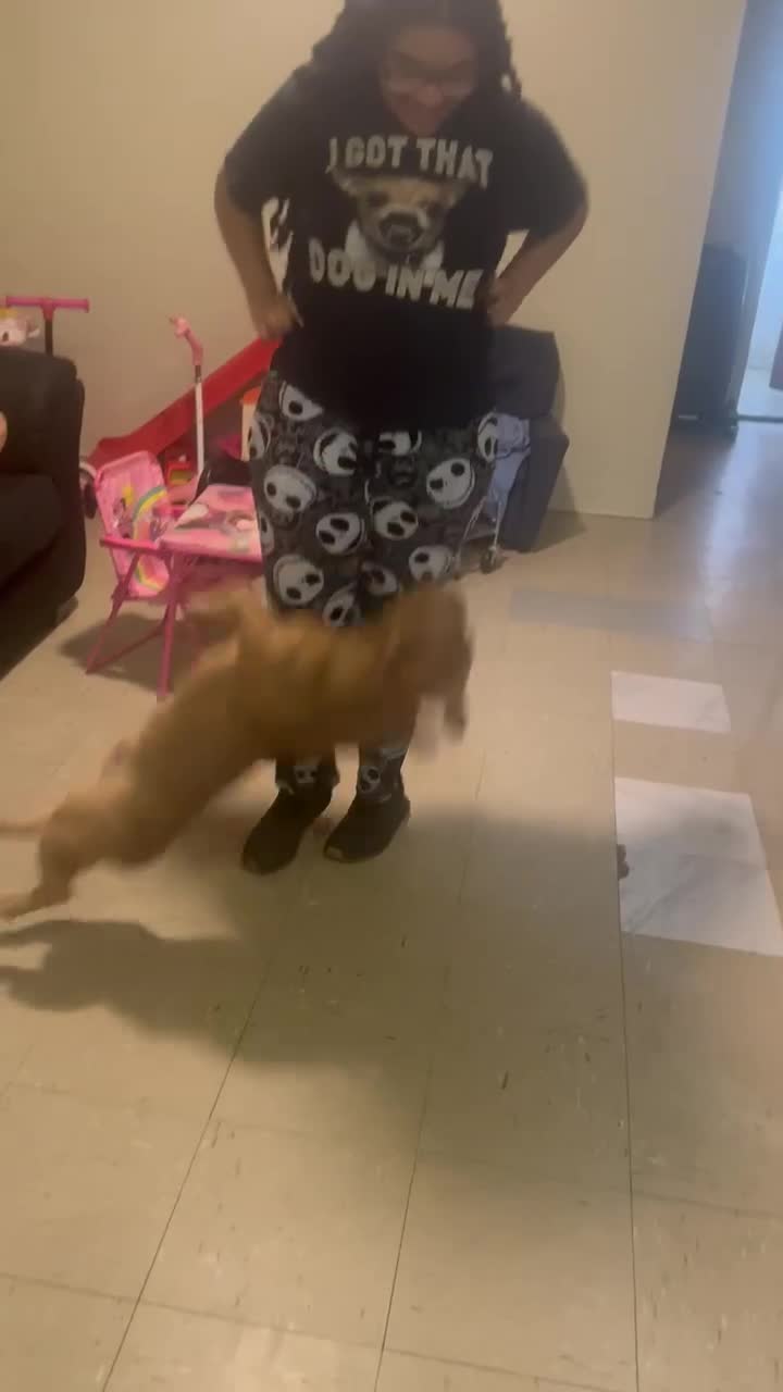 American Bully dogs for sale: Cash - Video 1