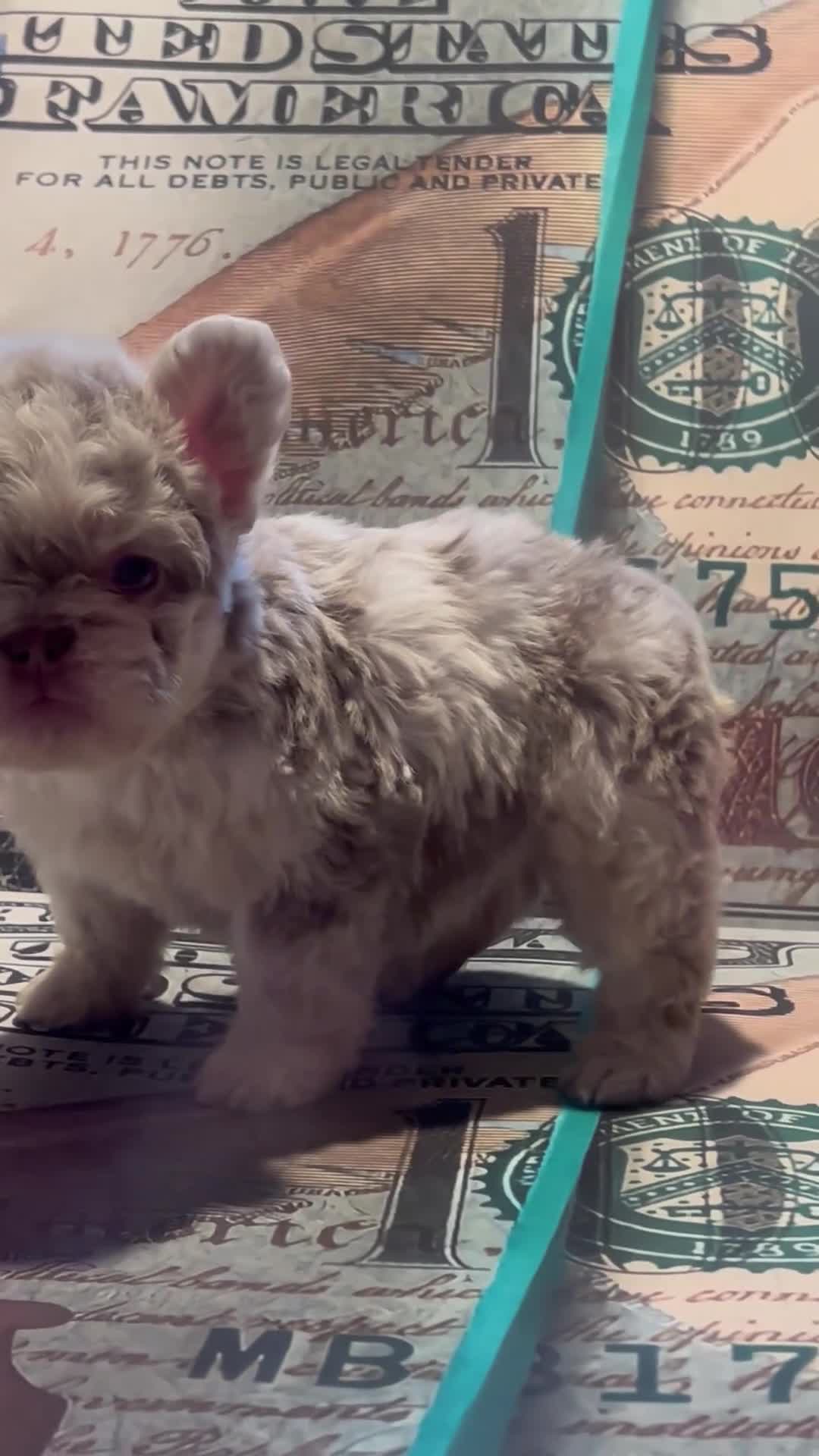 French Bulldog dogs for sale: “New new” - Video 3