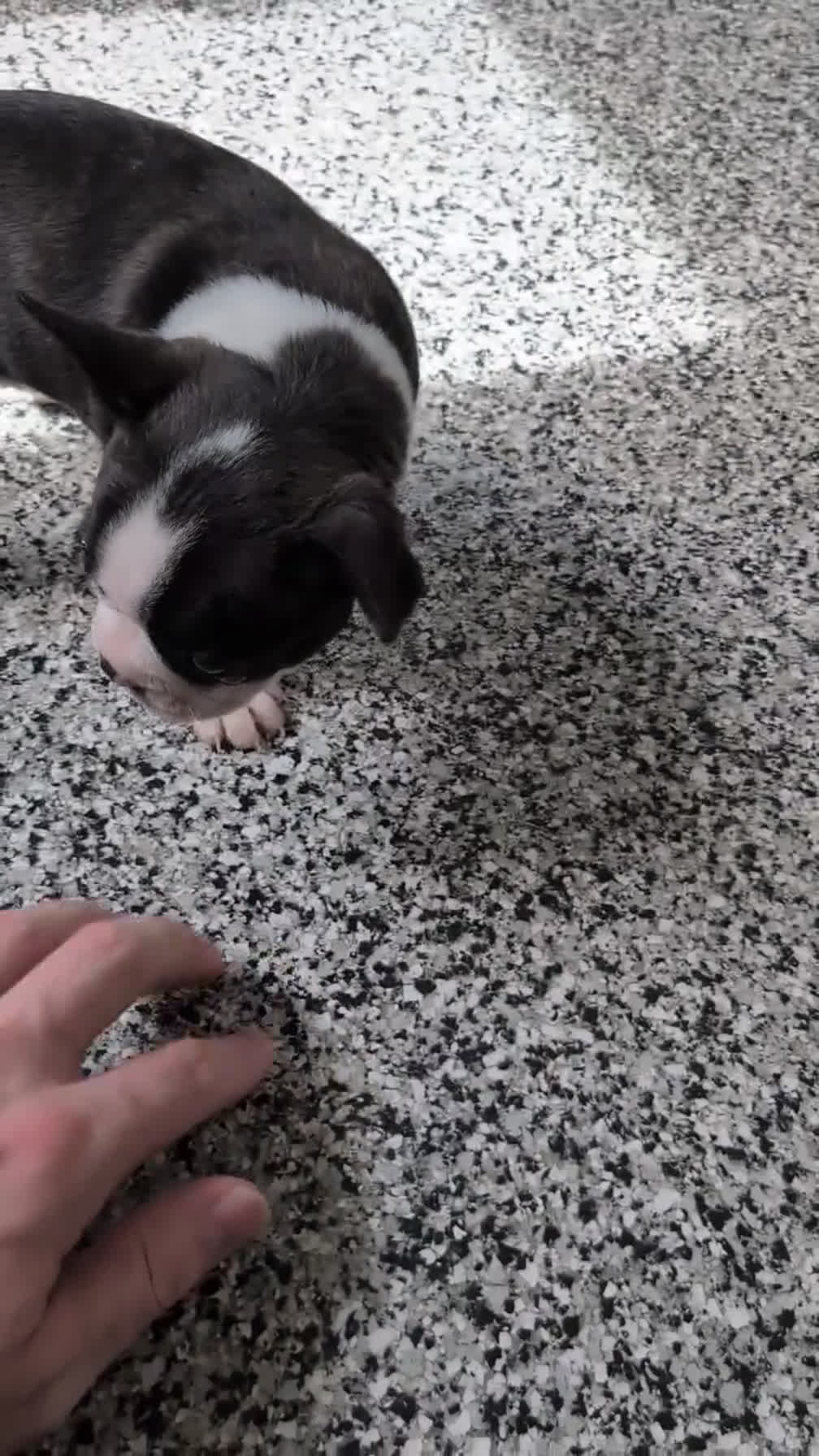 Boston Terrier dogs for sale: Mya - Video 1