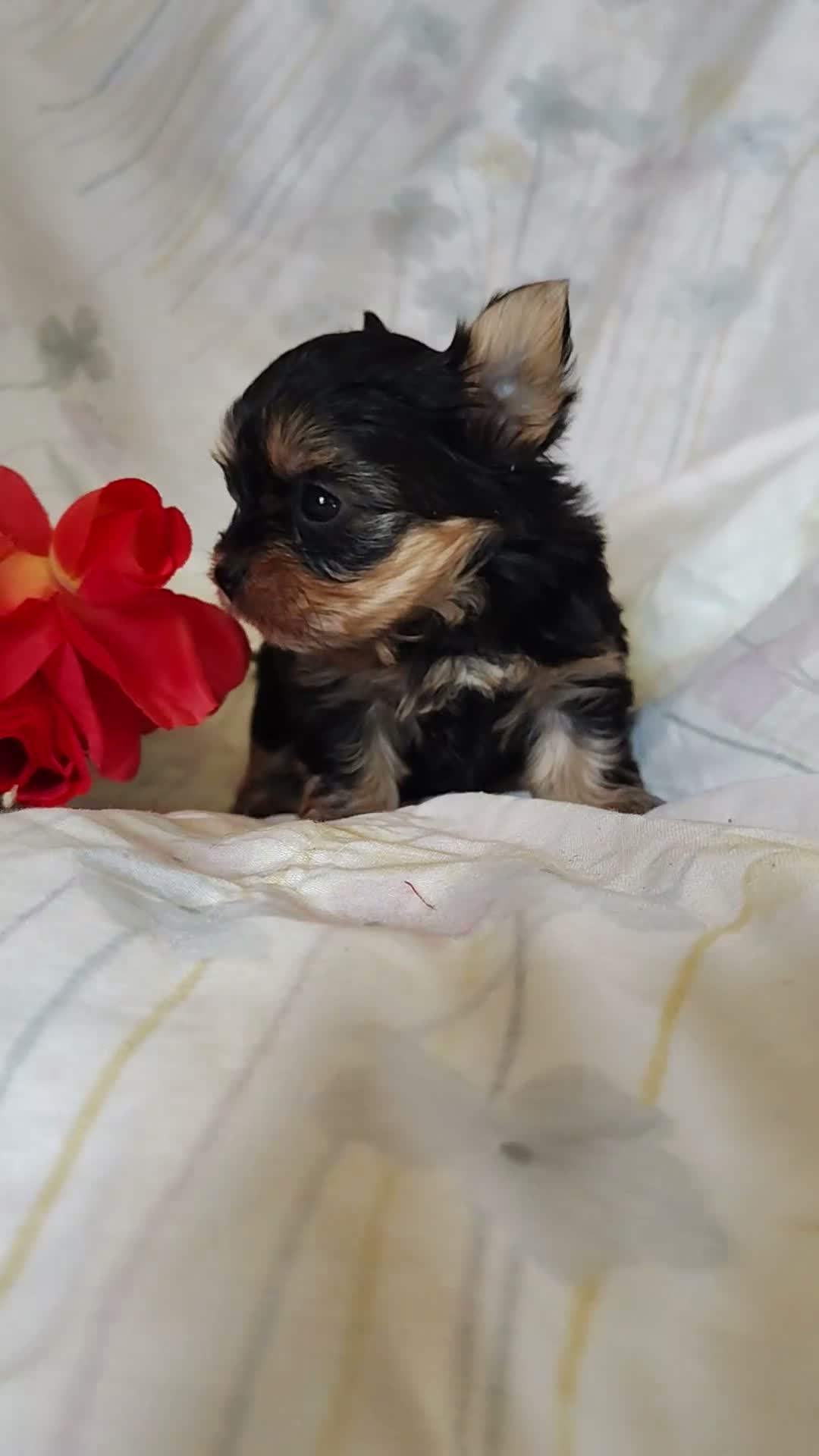Yorkshire Terrier dogs for sale: Yorkshire Terrier 3 - Video 1