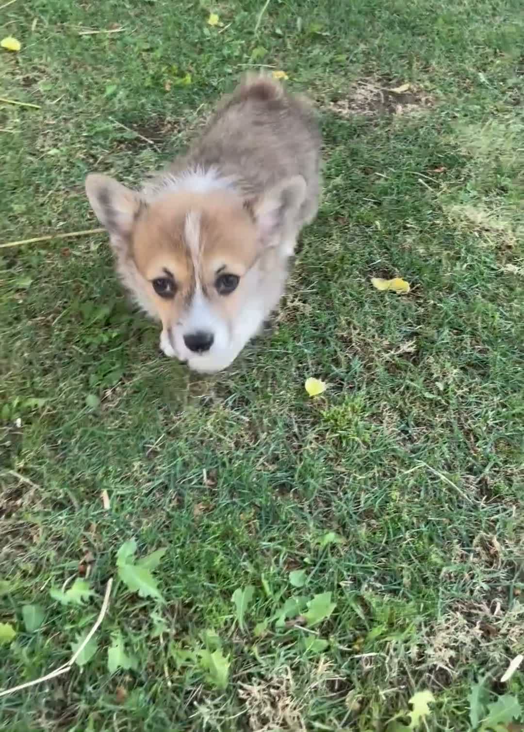 Welsh Corgi Pembroke dogs for sale: Welsh Corgi Pembroke  - Video 1