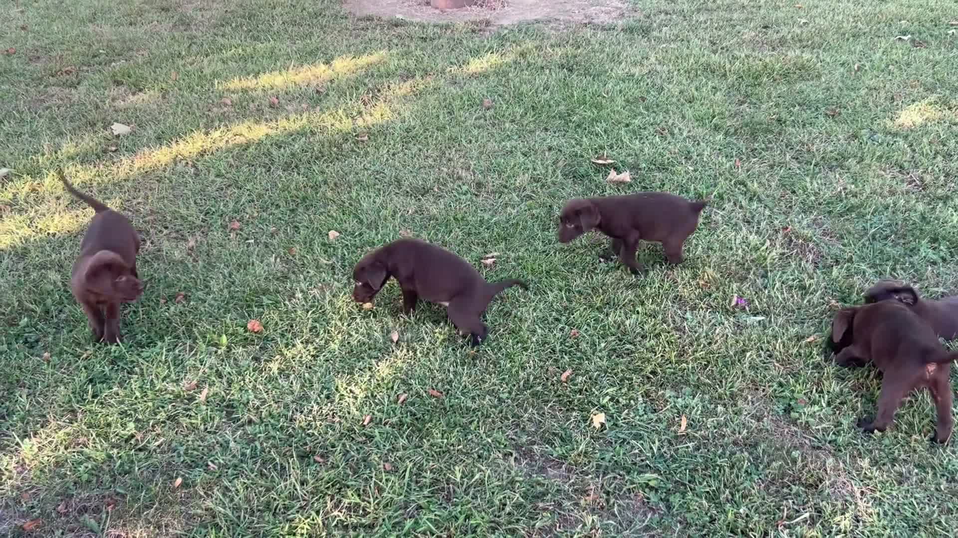 Labrador Retriever dogs for sale: Labrador Retriever star - Video 1