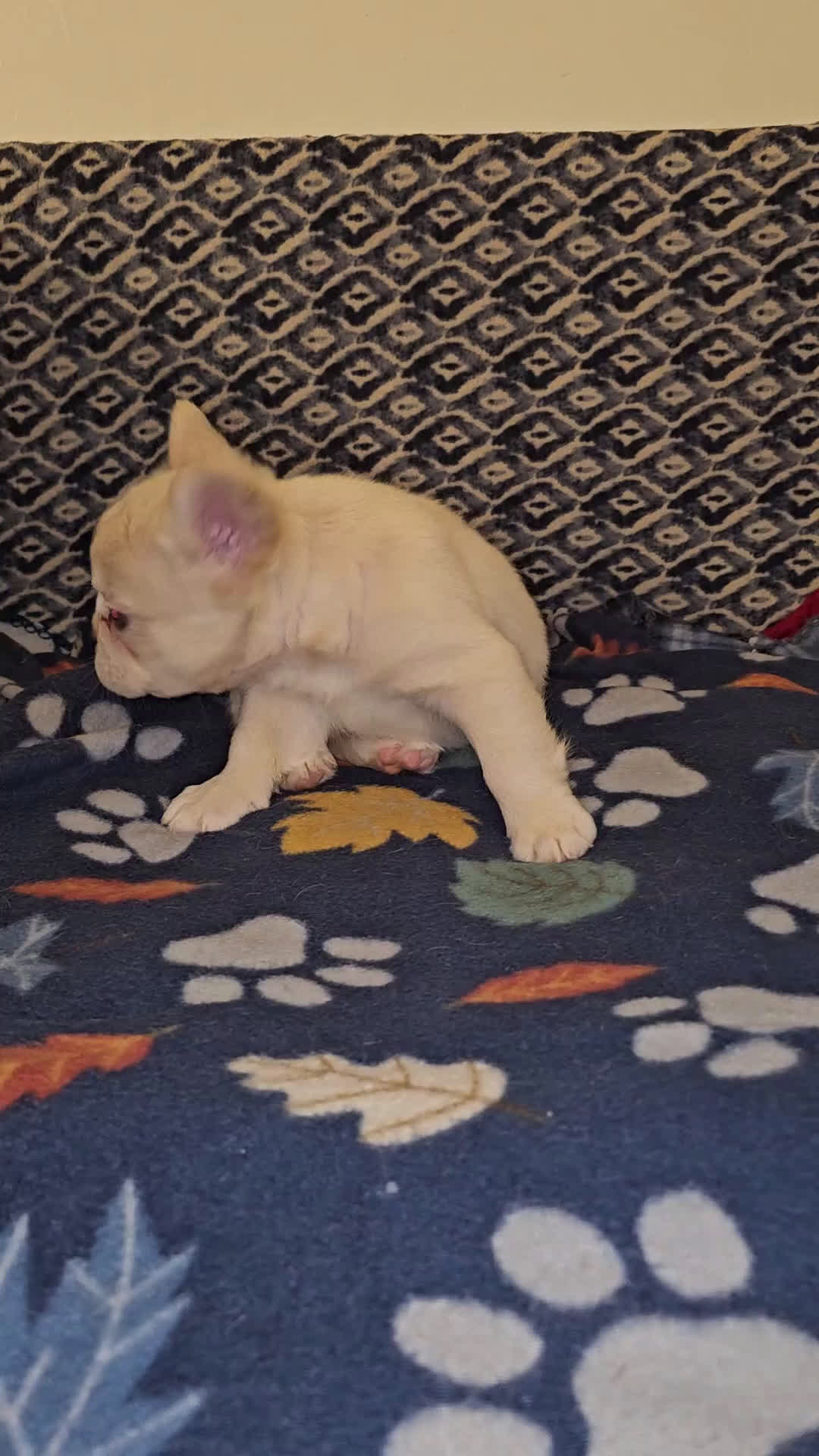 French Bulldog dogs for sale: French Bulldog Puppy 4 - Video 1