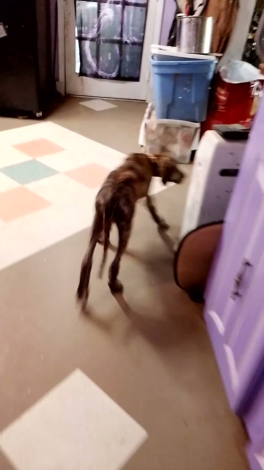Great Dane dogs for sale: Great Dane 7 - Video 1