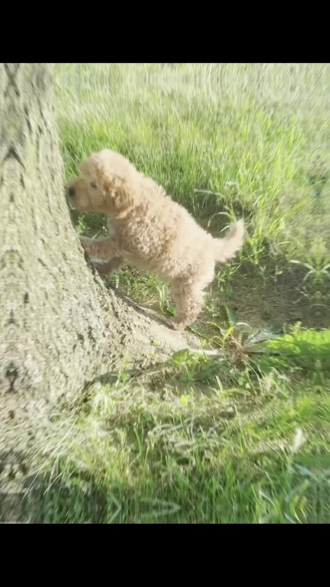 Mini Goldendoodle dogs for sale: banjo - Video 1