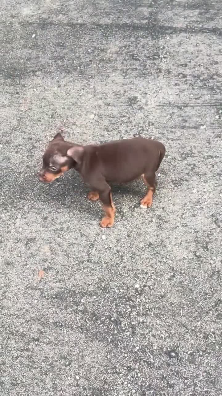 Miniature Pinscher dogs for sale: Miniature Pinscher Boy #2 - Video 4