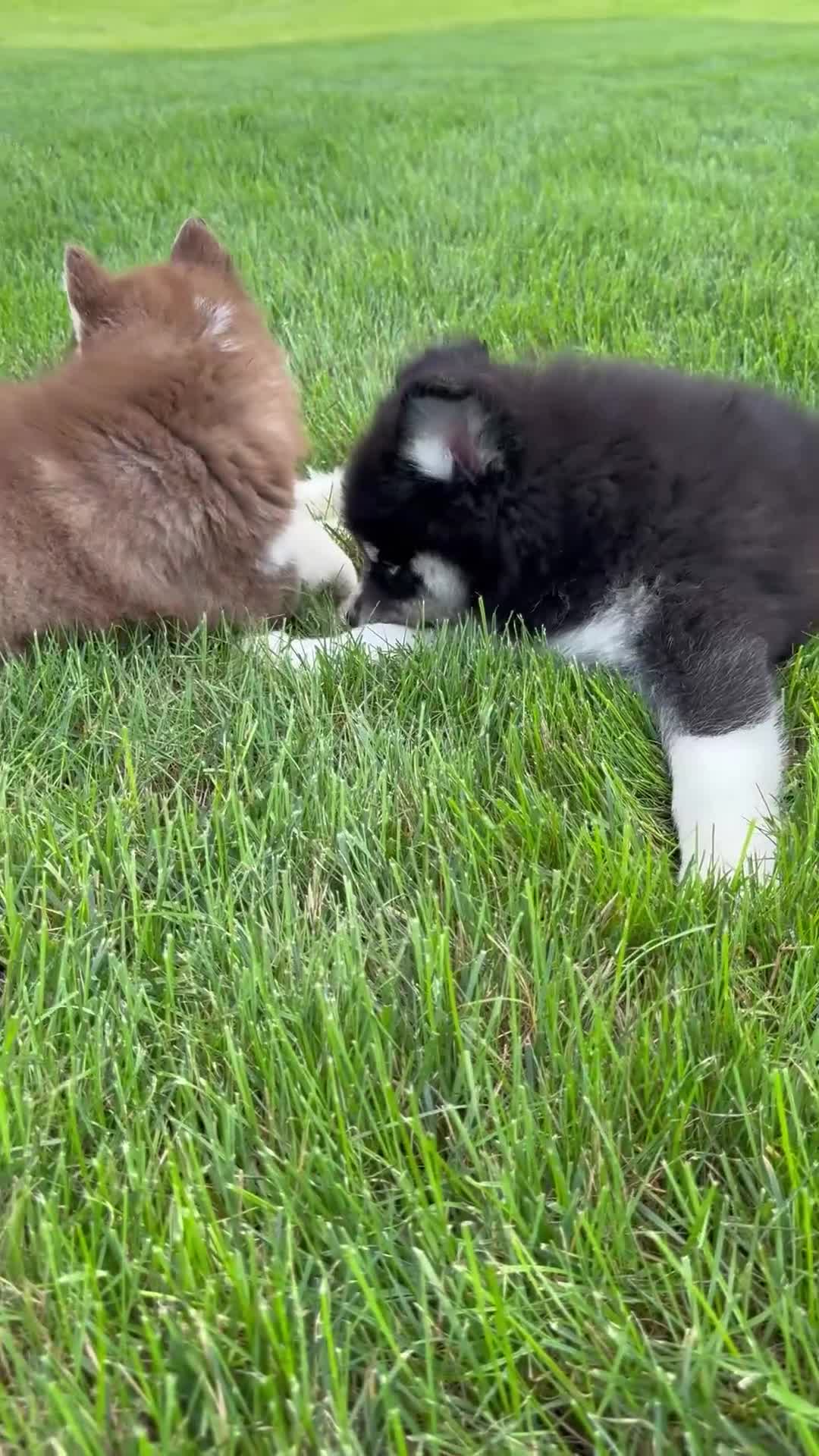 Pomsky dogs for sale: Fiona - Video 2