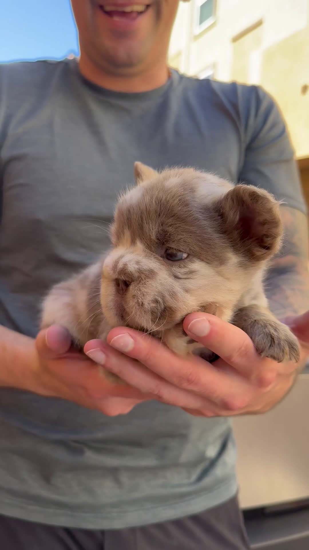 French Bulldog dogs for sale: Ace Boogie - Video 1