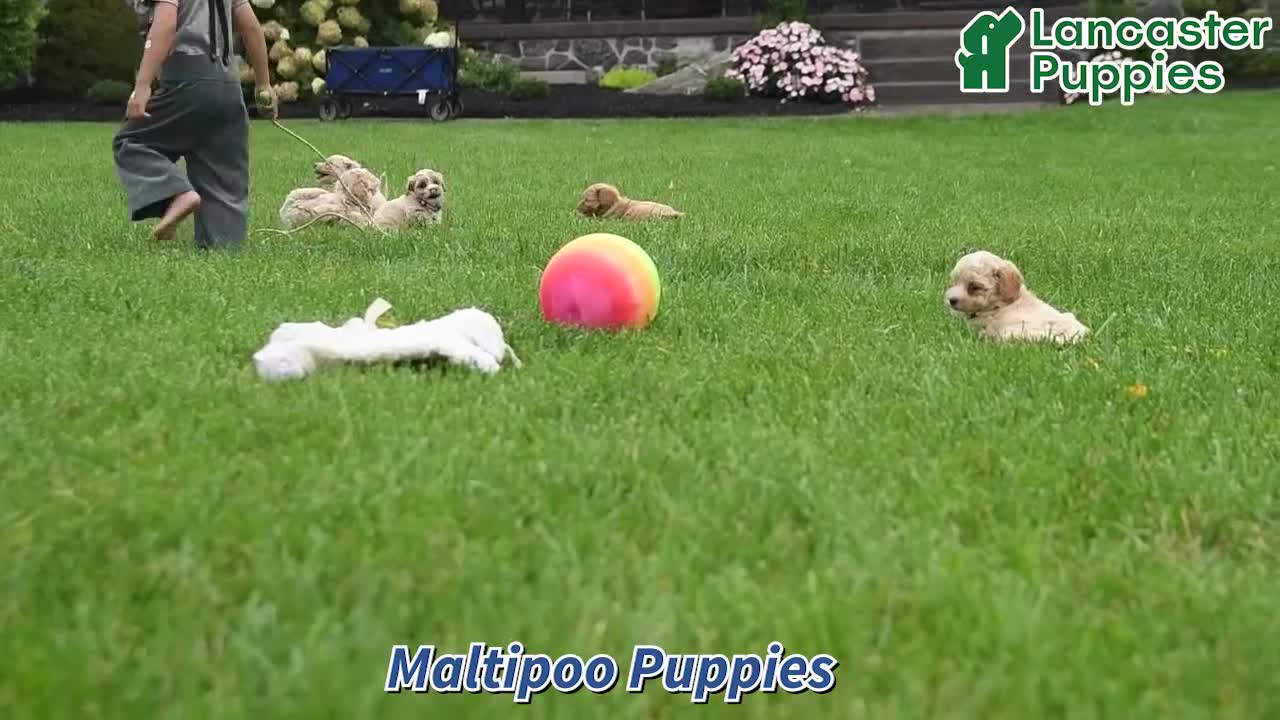 Maltipoo dogs for sale: Chipper  - Video 1