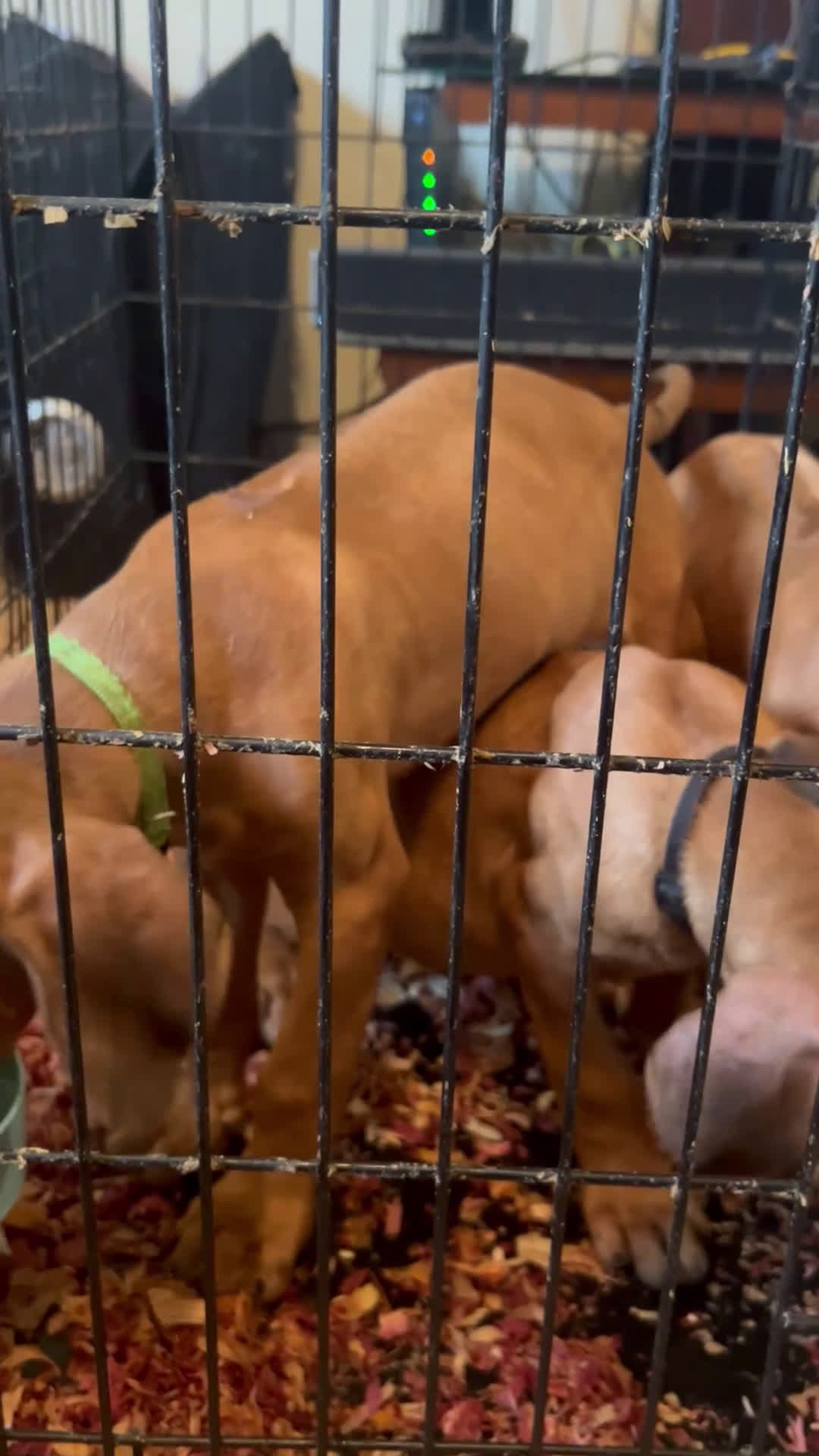 Rhodesian Ridgeback dogs for sale: Rhodesian Ridgeback Puppy 7 Light Green  - Video 1