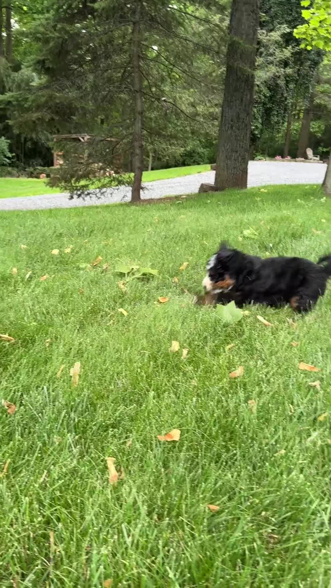 Mini Bernedoodle dogs for sale: Tucker - Video 1