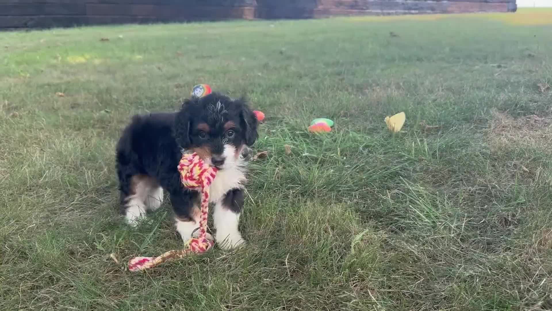 Mini Bernedoodle dogs for sale: Blossom - Video 1