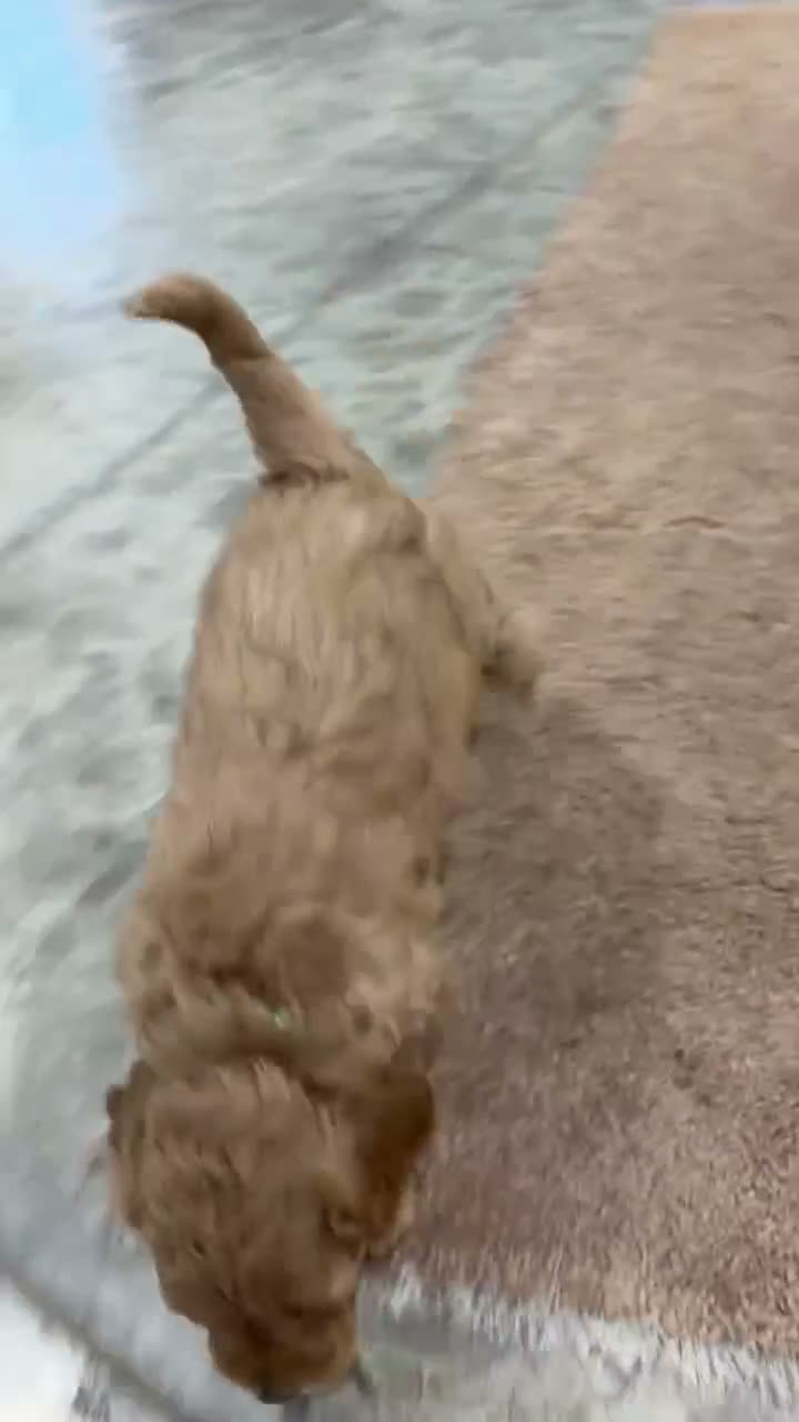 Mini Goldendoodle dogs for sale: Dakota - Video 1