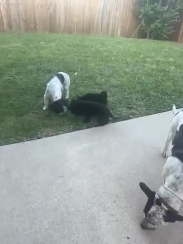 Yorkiepoo dogs for sale: Yorkiepoo Puppy 1 - Video 1