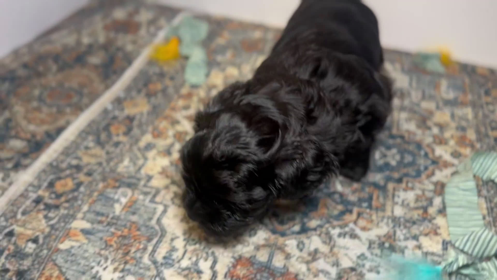 Mixed Breed dogs for sale: Duke - Video 2