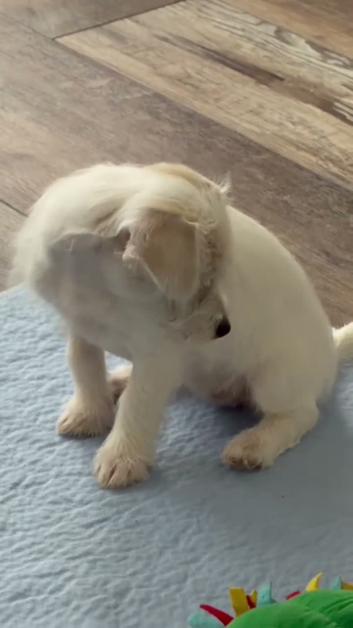 Maltipoo dogs for sale: Maltipoo 5 - Video 1