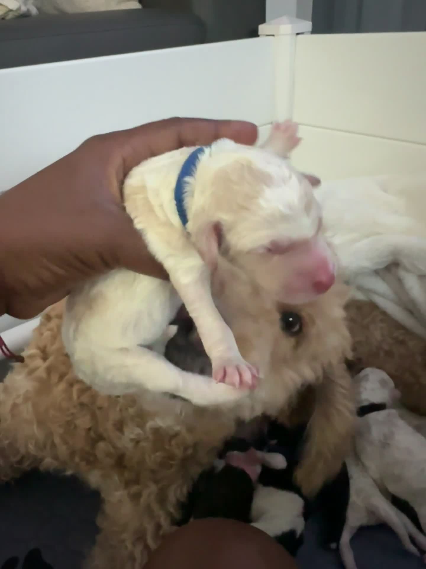 Goldendoodle dogs for sale: Bluey 💙 - Video 1