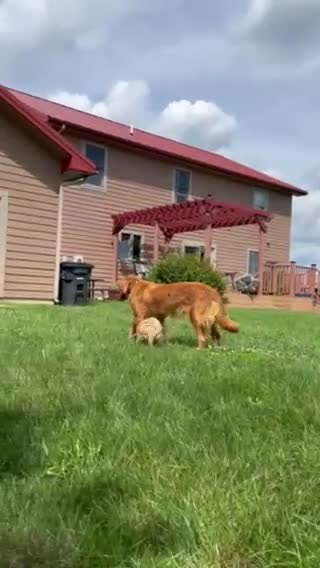 Mini Goldendoodle dogs for sale: Coby - Video 1