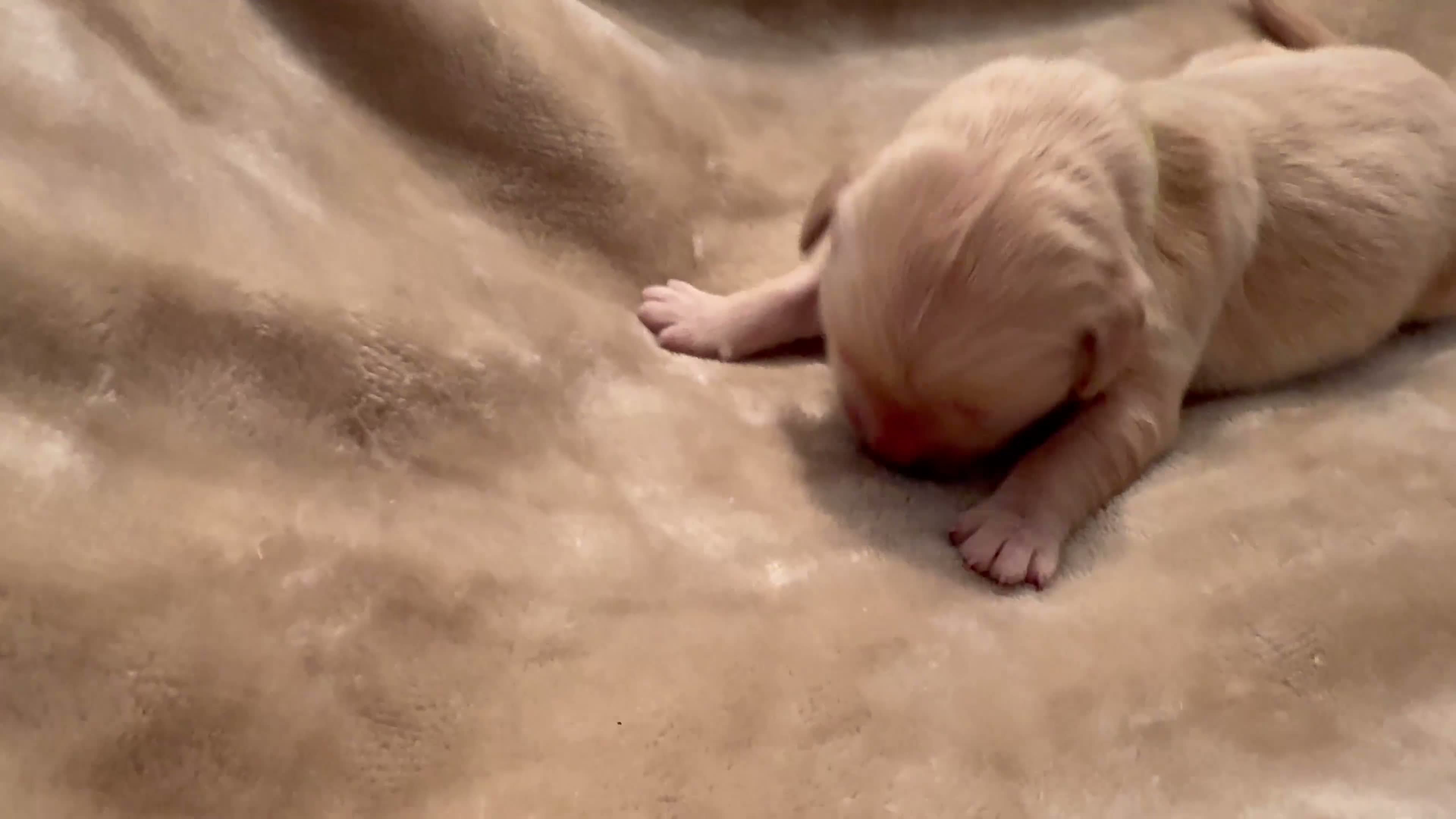 Golden Retriever dogs for sale: Golden Retriever 4 - Video 1