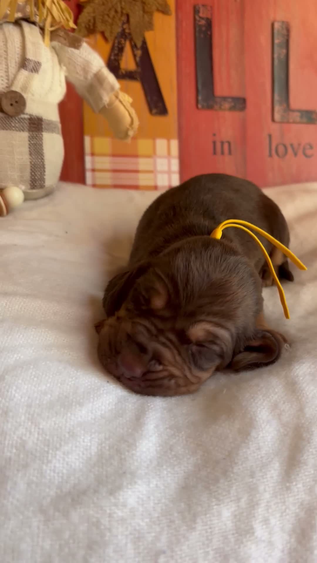 Bloodhound dogs for sale: Yellow collar female  - Video 1