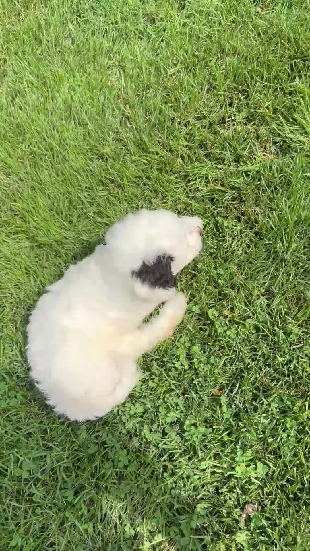 Mixed Breed dogs for sale: Snoopy - Video 1