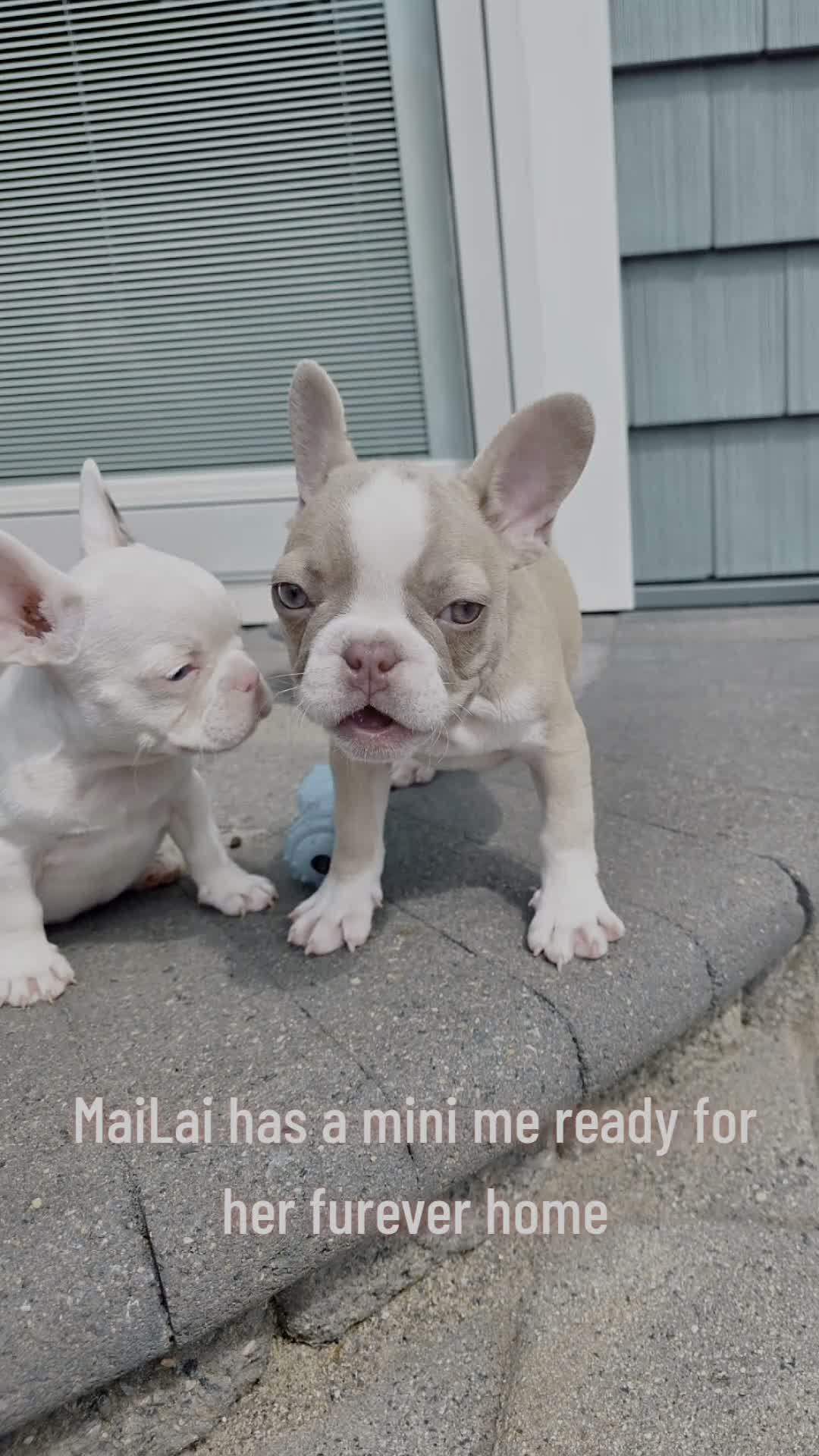 French Bulldog dogs for sale: Chanel - Video 1
