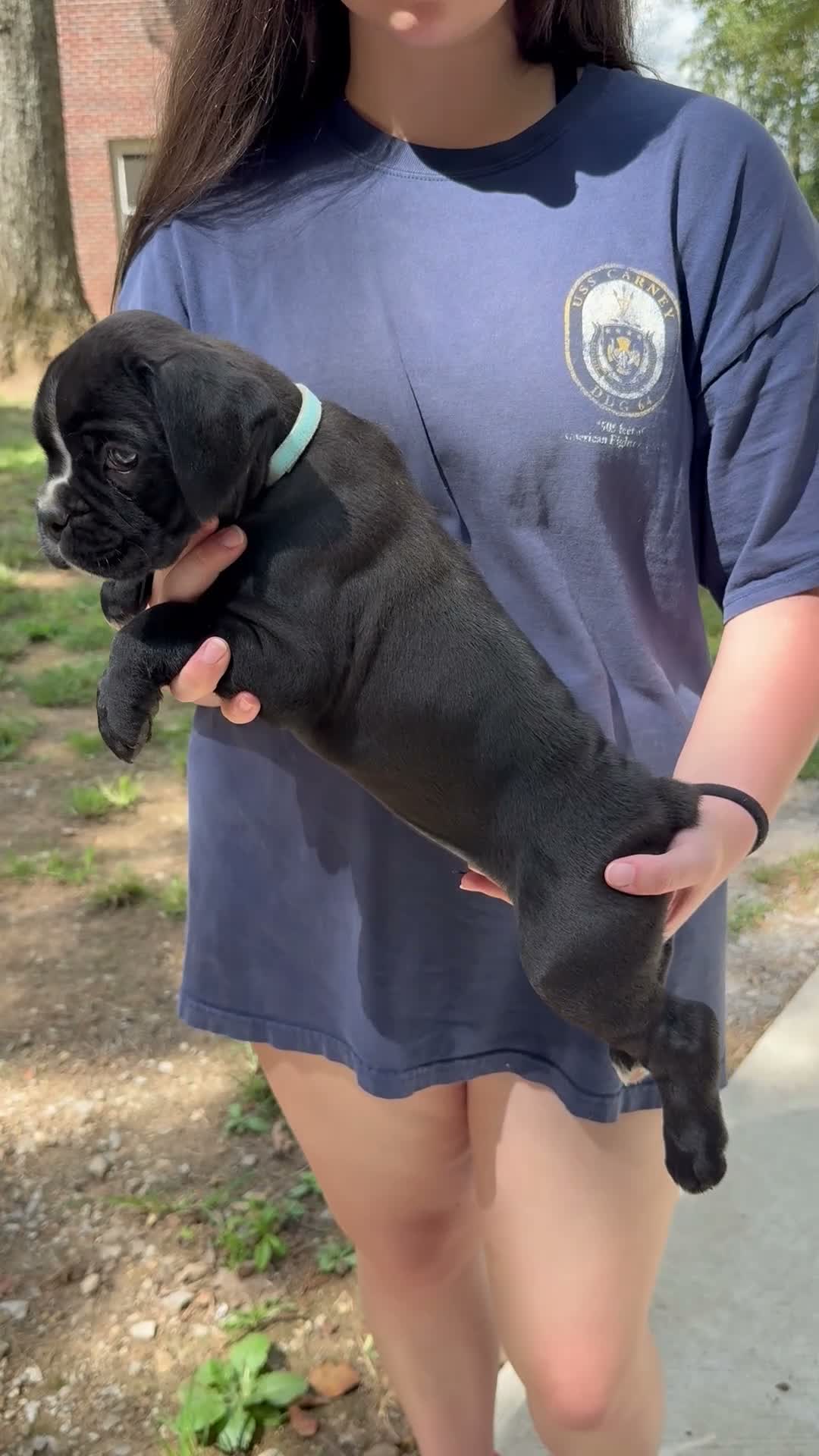 Boxer dogs for sale: Dante AKC Euro - Video 1