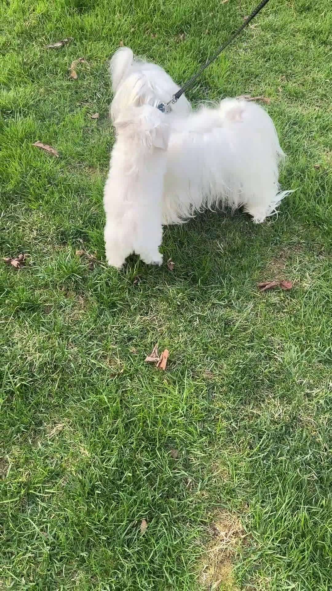 Maltese dogs for sale: Maltese Puppy 1 - Video 1