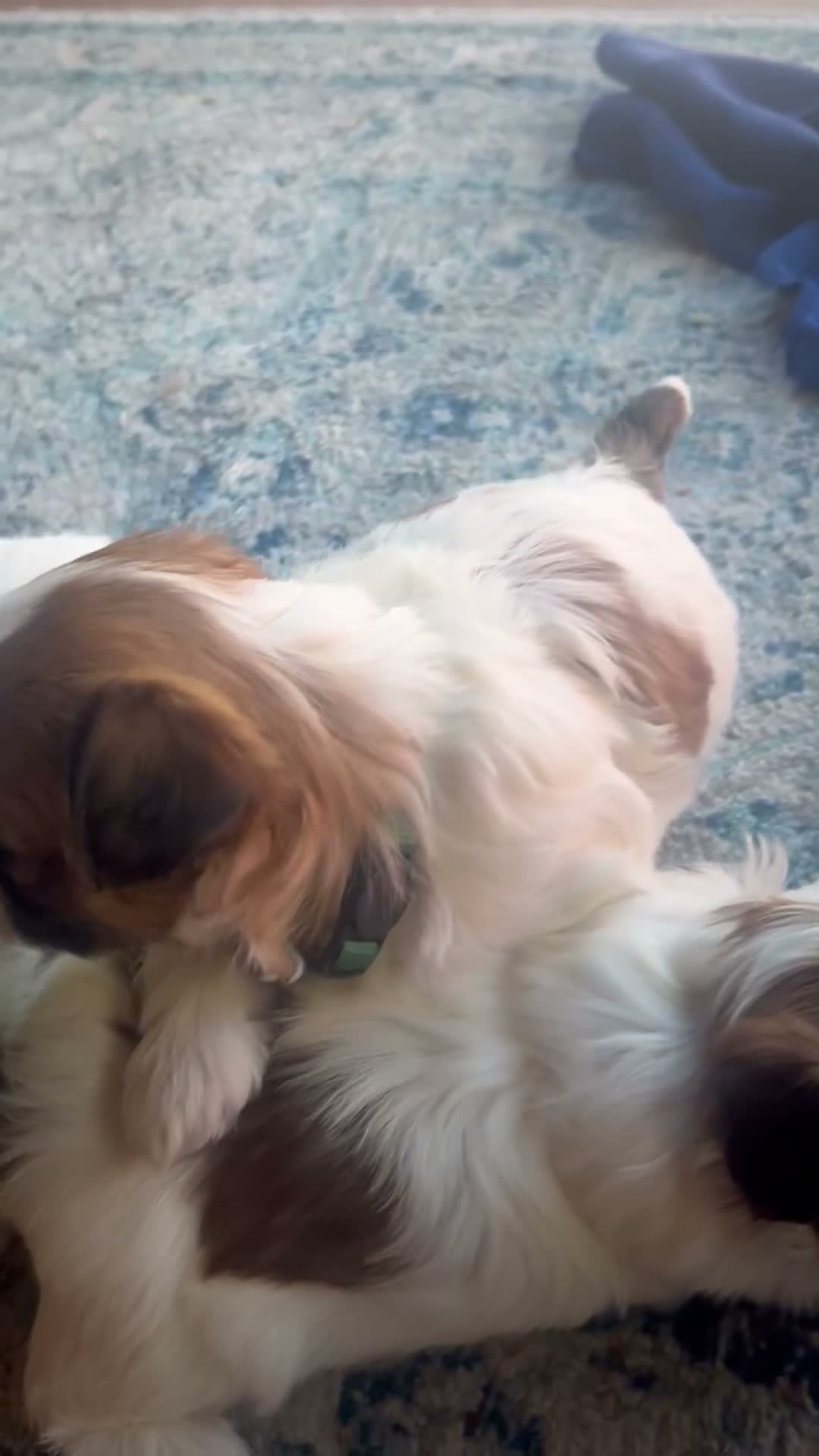 Shih Tzu dogs for sale: Shih Tzu 1 - Video 2