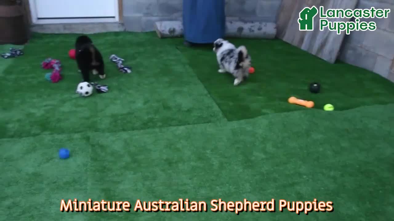 Miniature Australian Shepherd dogs for sale: Rambo - Video 1